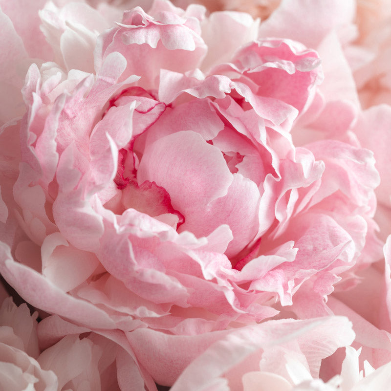 peonia-corazon