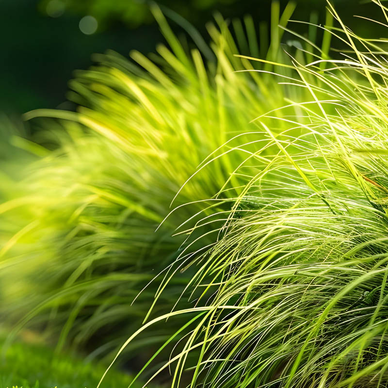 vetiver-de-haiti-corazon